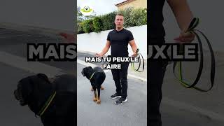 🦊 Comment avoir un chien focus sur toi en promenade [upl. by Iggep543]