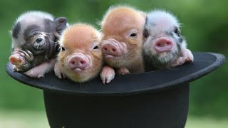 7 Worlds Most Popular Pig Breeds [upl. by Erde575]