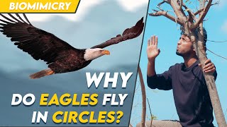 Why do eagles fly in circles  Biomimicry  Tamil  LMES [upl. by Ide]