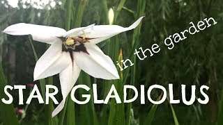 Star Gladiolus Acidanthera in the Garden [upl. by Accebber546]