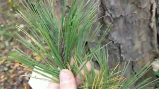 Shortleaf Pine Tree Identification [upl. by Ellerol]