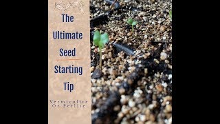 The Ultimate Seed Starting Tip Vermiculite or Perlite [upl. by Huber658]