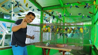 Its Finally Happening I Transferred all my AFRICAN LOVEBIRDS to our farms biggest Bird Aviary [upl. by Assilat]