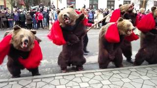 Urșii din Comănești  Bear dance Traditional Romanian [upl. by Mirak]