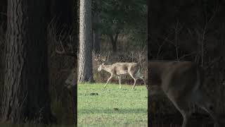 Hunting Whitetail Deer in Alabama [upl. by Hose]