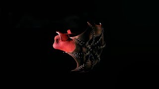 The Mysterious Vampire Squid  Curious Creatures [upl. by Kcolttam]