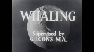 1940s whaling in the Antarctic [upl. by Paddy673]