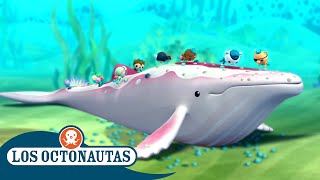 Los Octonautas  Rescates de mamíferos marinos 🐋⛑️  Episodios Completos [upl. by Eniortna]