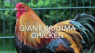 Giant Brahma Chicken [upl. by Aciras]