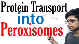 Protein transport into peroxisomes [upl. by Sivert753]