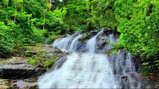 Sherrard Falls at Dorrigo  NSW  Australia [upl. by Adon]