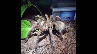 Theraphosa spStirmi [upl. by Areehs]