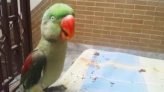 Talking and Singing Parrots 🐦Adorable Bird Talking Funny Pets [upl. by Morry]