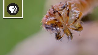 How Carnivorous Caterpillars Attack Their Prey [upl. by Naired]