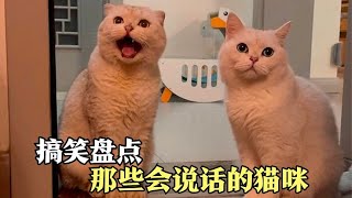 盘点那些会说话的猫咪，这些猫真是成精了，也太可爱吧！ [upl. by Cerelly]