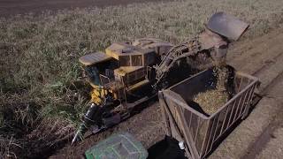 Cameco CH2600 2Row Sugarcane Harvester 4K [upl. by Thatcher]