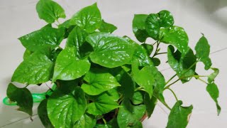 Growing TuningkokChameleon plantHouttuynia cordata using Kratky method of hydroponics [upl. by Yreffoeg]