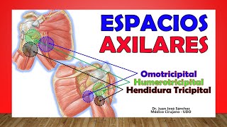 🥇 ESPACIOS AXILARES Humerotricipital Omotricipital ¡Fácil Explicación [upl. by Raney789]