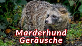 Marderhund Geräusche  die Geräusche die ein Marderhund macht [upl. by Jessica]