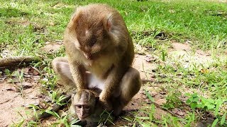 Why Pigtail Monkey Caught Poor Baby Monkey  Poor Baby Monkey Keep Silent [upl. by Ingvar]