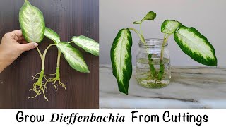 Dumb Cane Propagation In Soil and Water By Stem Cuttings  Dieffenbachia Propagation [upl. by Hanschen]