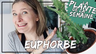 🌿 Les Euphorbes 🌵 conseils dentretien comment les arroser et les rempoter laplantedelasemaine​​​ [upl. by Giguere121]