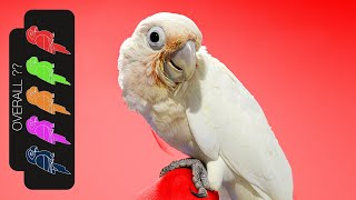 Goffins Cockatoo The Best Pet Parrot [upl. by Rosemarie]