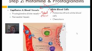 Inflammatory Response [upl. by Leticia550]