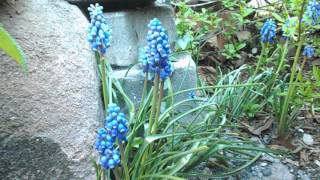 Traubenhyazinthe Muscari armeniacum  mit diesen Tipp´s gelingt der Anbau garantiert [upl. by Issor]