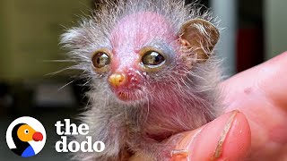 This Tiny Primate Is The Worlds Cutest Animal  The Dodo [upl. by Bink]