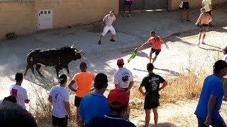 PELIGROSO ENCIERRO EN BRIHUEGA DE 4 TOROS POR EL CAMPO 1682019 [upl. by Ymaj931]