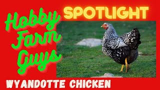 HFG Farm Animal Spotlight Wyandotte Chicken [upl. by Calista]