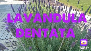 Lavandula dentata [upl. by Caughey]