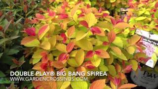 Double Play® Big Bang SPIREA [upl. by Zenda]