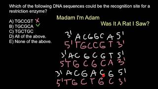 How to recognize a recognition site for a restriction enzyme [upl. by Ynobe29]