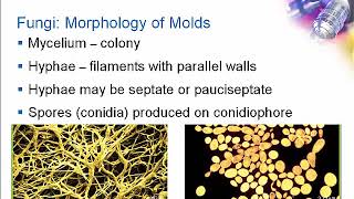 Introduction to Clinical Mycology Part 1 Hot Topic [upl. by Settera]