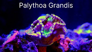 Palythoa Grandis  Care Tips [upl. by Gelhar]