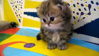 Cute Persian kittens the quotIquot Litter 1 of   71011 [upl. by Nrol]