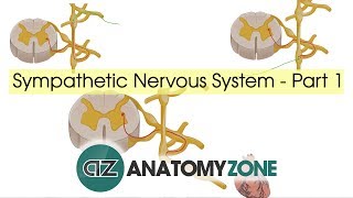 Sympathetic Nervous System Anatomy  Part 1 [upl. by Marquet645]