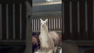 walking an alpaca 🦙 relaxing llama alpaca [upl. by Docilla]