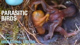 Parasitic Birds Educational Edition [upl. by Eizeerb510]