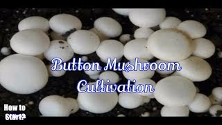 How to Cultivate Button Mushrooms  Full Information of Button Mushroom [upl. by Lepp862]