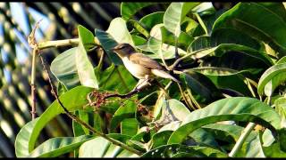 Chiffchaff Bird Call Bird Song [upl. by Renell]