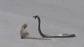 Snake and Mongoose Fight in Road [upl. by Alinoel]