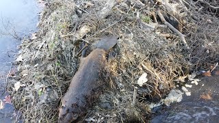 How to Use Beaver Drowning Rods [upl. by Elene]