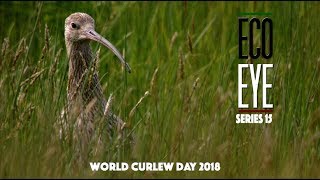 The Curlews Last Call Plight of the Curlew EE15 EP2 [upl. by Lecrad917]