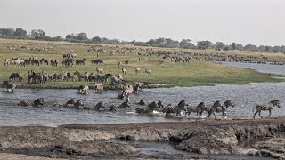 Botswana Chobe National Park morning safari [upl. by Enyalahs]