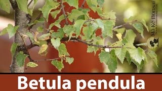 141 Silver Birch Betula pendula Easy Bonsai Trees for Beginners [upl. by Adrianne]