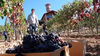 Cómo hacer vino en casa  Vendimia en familia [upl. by Loesceke]