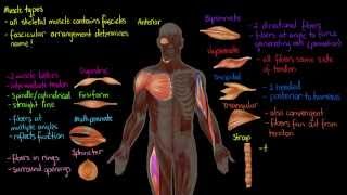 Muscle Types [upl. by Haidej]